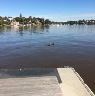  The ANZAC log passing the club pontoon 
